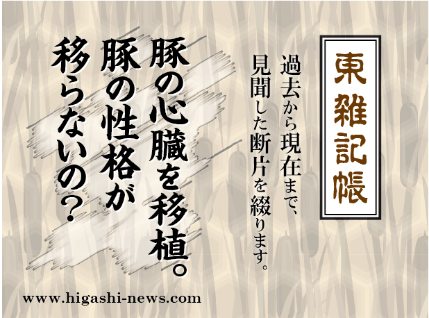 東 雑記帳 － 豚の心臓を人に移植。豚の性格が移る恐れはないの？